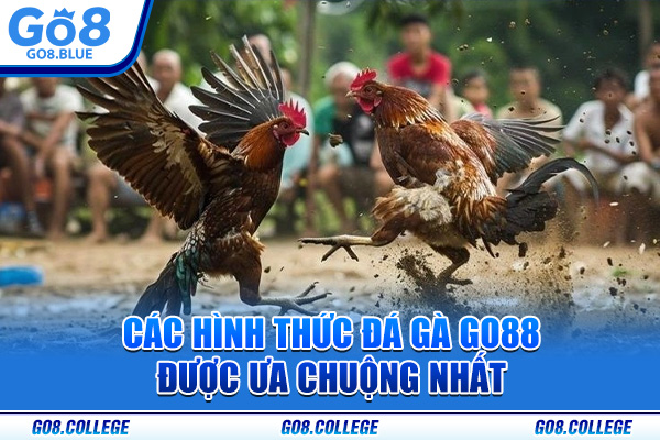 Các hình thức đá gà Go88 được ưa chuộng nhất