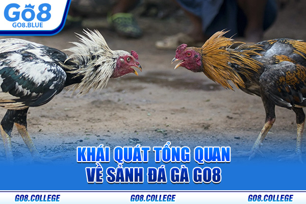 Khái quát tổng quan về sảnh đá gà Go8